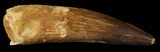 Monster, Spinosaurus Tooth - Composite Tip #62634-1